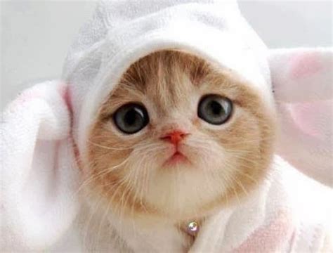 15 Cute Cats Wearing Hats Really Cute Cats