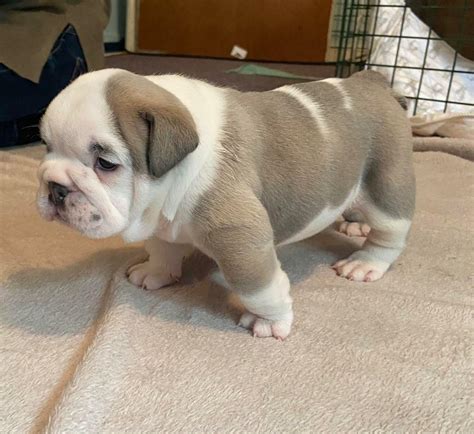 Kc Registered Lilac English Bulldog Female Puppy In Bournemouth