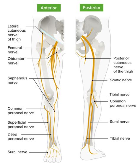 Lower Limb Nerve Anatomy Chart Posterior Nerve Anatomy Nervous Porn