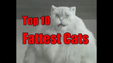 Worlds Fattest Cats Top 10 Record Breaking Fat Cats Youtube