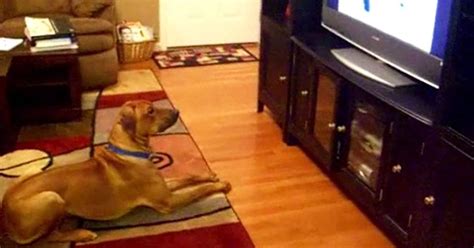 Dog Was Watching Tv Now Watch His Reaction As The Voice Says Sit