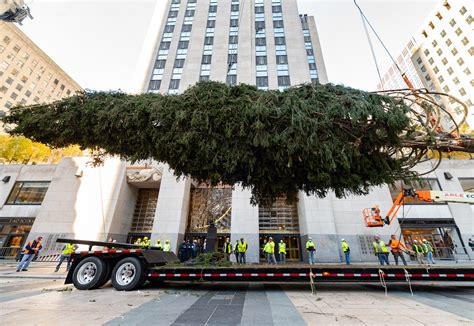 The 2021 Rockefeller Center Christmas Tree Has Officially Arrived
