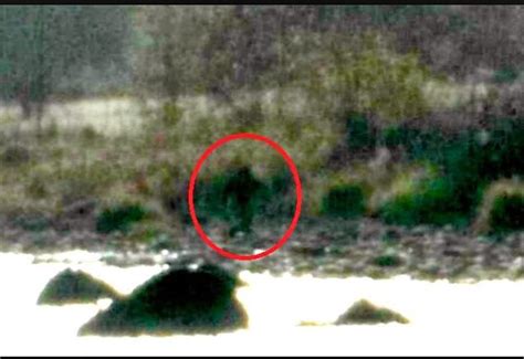Bigfoot Reportedly Sighted In Northern California Pictures Go Viral