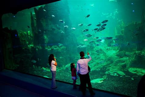 Istanbul Akvaryum Worlds Biggest Thematic Aquarium