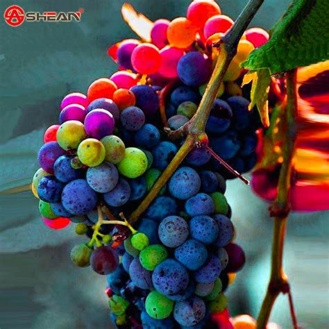 100 Seeds Pack Imported Rainbow Grape Seeds Advanced Fruit