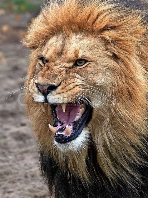 Closeup Of A Angry Lion With Open Mouth And Showing Teeth Stock Photo