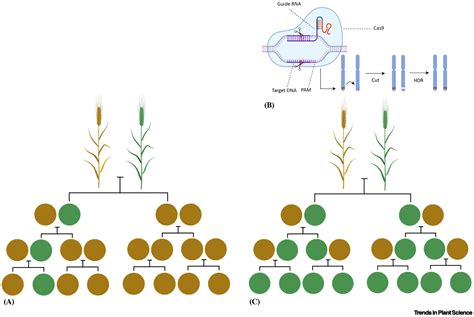 Gene Drive A Faster Route To Plant Improvement Trends In Plant Science