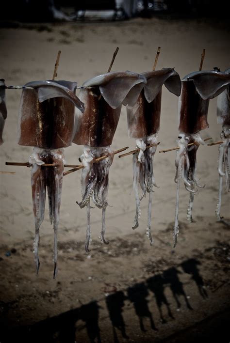 Drying Squid Along The East Sea Klavtar Flickr
