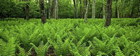 These plants are among the oldest. Field of Ferns Photograph by Scott Medina