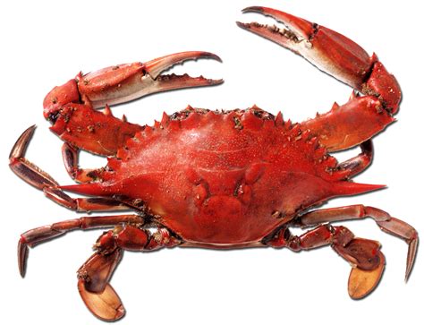 Crab Rave Png