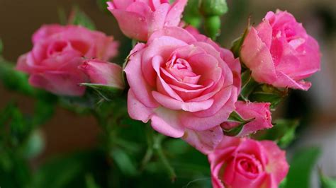Download Wallpaper 1920x1080 Rose Pink Flowers Bouquet Full Hd 1080p