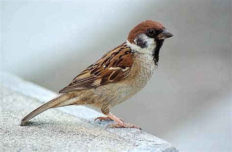 Sparrow Bird Hd Wallpaper Photo Wallpapers
