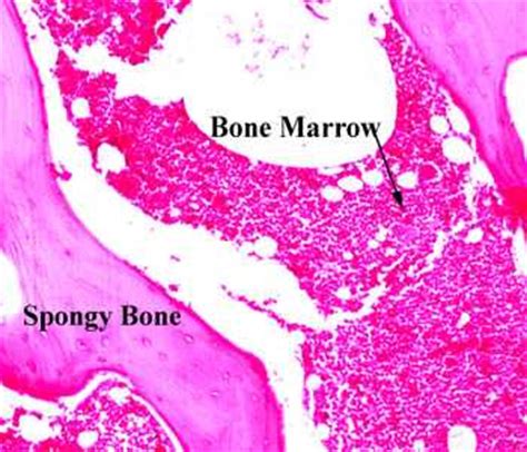 Overview of microscope and diagram. Adipose Tissue, Increasing Bone Size, and Interstitial ...