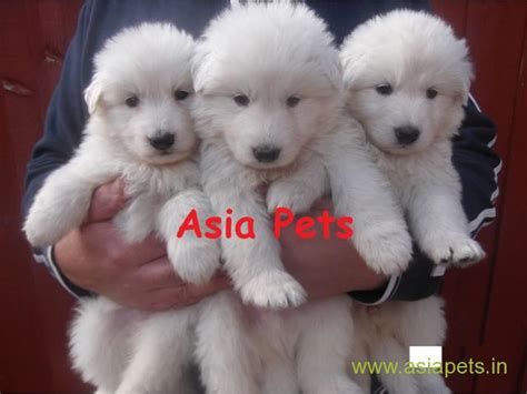 My genetic health guarantee is to 3rd birthday. white german shepherd puppies for sale in Chennai