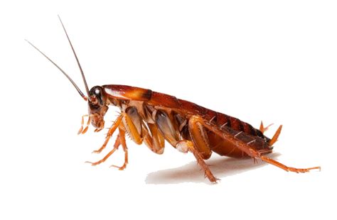 Roach Png Images Transparent Background Png Play
