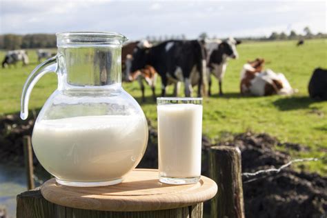 Australian Milk Production To Decrease By 2 In 2016 Uk