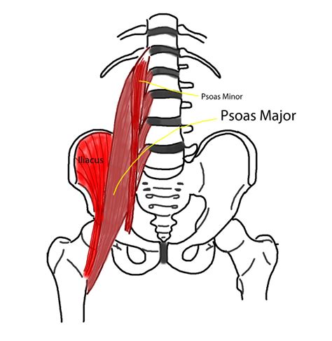 Are Your Hip Flexors Causing Your Low Back Pain Total Therapy