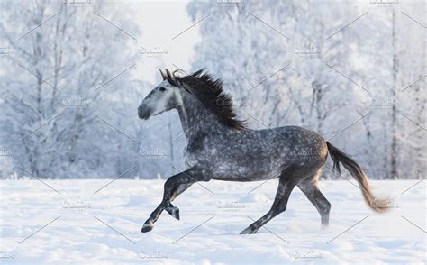 Galloping Grey Horse High Quality Animal Stock Photos Creative Market
