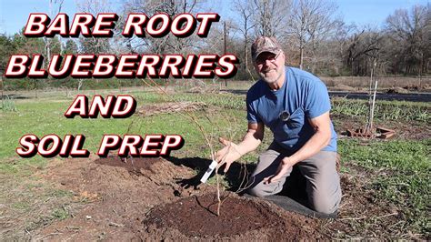 How To Plant Bare Root Blueberry Plants And Special Soil Preparation