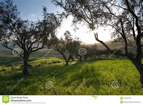 Olive Trees In Field Grass At Sunset Stock Photo Image Of Beauty