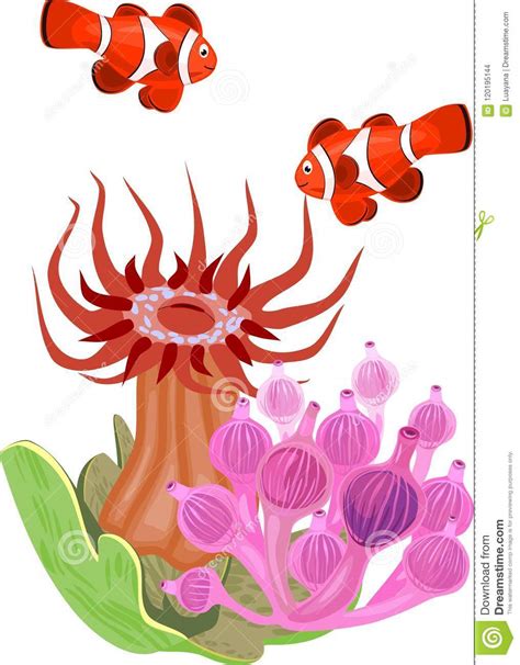 Clownfish In Anemone 3 Stock Illustration 5334547