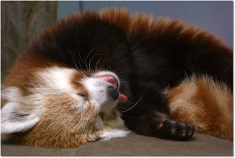 Red Pandas A Gallery On Flickr