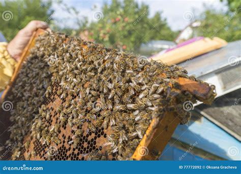 Life Of Bees Worker Bees The Bees Bring Honey Stock Photo Image Of