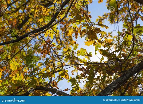 Yellow Leaves On Tree On Blue Sky Background Indian Summer Autumn