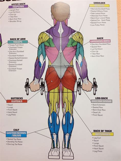 Muscles Of The Human Body Chart