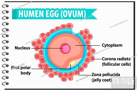 Human Egg Or Ovum Structure For Health Education Infographic Illustration Stock Vector Vector