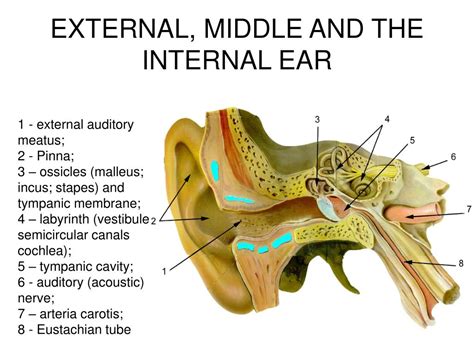 Ppt Anatomy And Physiology Of The External Ear Middle Ear And Inner