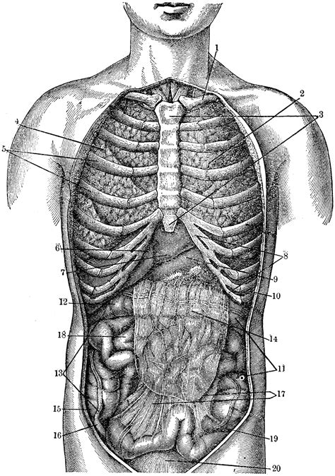 The stomach receives food from the esophagus. Internal Anatomy | ClipArt ETC