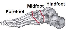 Foot Bones