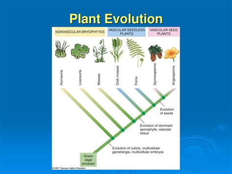 Ppt The Plant Kingdom Seedless Plants Powerpoint Presentation Free
