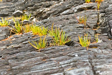 Grass On Rocks Stock Photo Image Of Nature Extreme 43654694