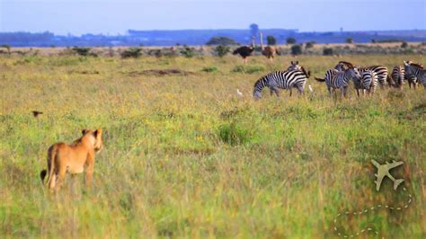 Nairobi National Park Is A Great Way To Experience An African Safari