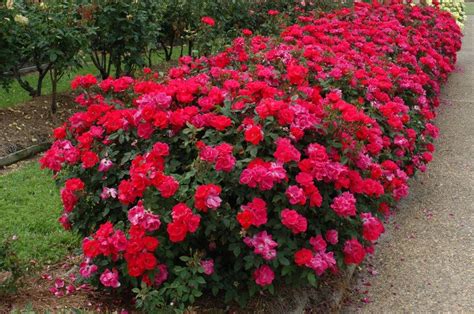 How To Plant Knockout Roses Plant Ideas
