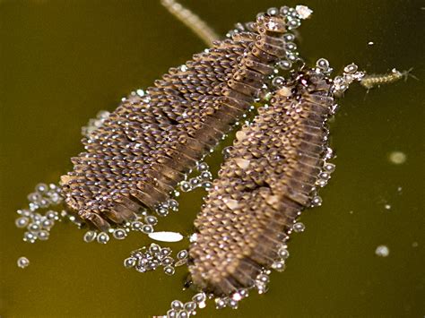 Why is it important to understand mosquito eggs? Culex Mosquito - Common House Mosquito Info & Prevention