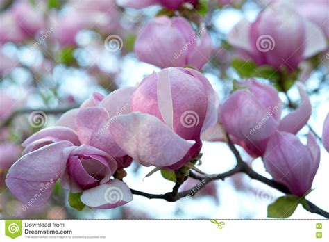 We did not find results for: Magnolia Tree With Big Pink Flowers Stock Image - Image of ...