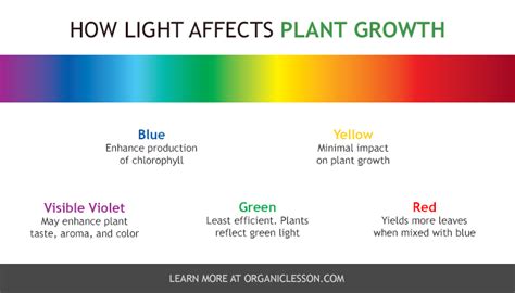 Further studies show that spectral and temporal light recipes help direct plant growth and development as well as regulating the different biochemicals that affect plant. Best Indoor Grow Lights for Vegetable & Herb Gardening ...