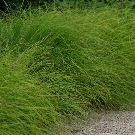 Carex Species Kyoto Brought As A Young Seedling From Japan I Found