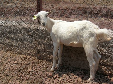 Agro Farming Business In India Goat Breeds Suitable For Farming In