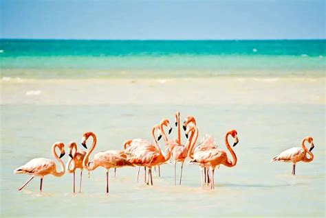 14 Awesome Things In Holbox Mexico That You Should Not Miss
