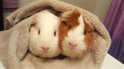 Pigs In A Blanket Guineapigs