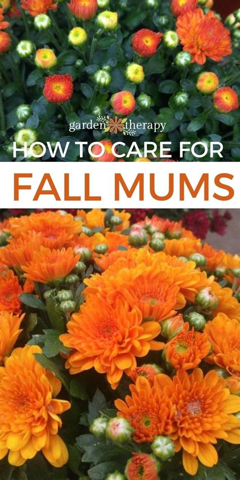 How To Care For Mums And Keep Them Blooming All Year Long Garden Mum