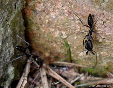 Insetologia Identificação de insetos Formigas De Estalo em São Paulo
