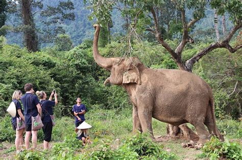 Ethical Elephant Home Tour With Lunch Koh Samui