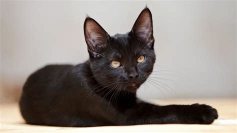 9 Datos Interesantes Sobre Los Gatos Negros Zona Gatos