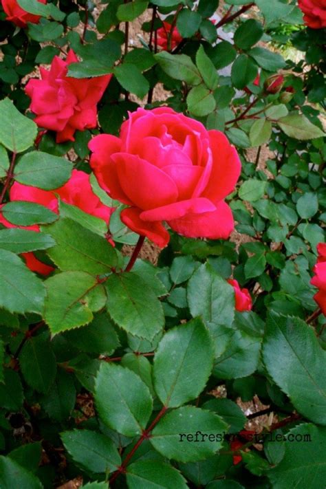 Did you know that knockout roses care is so easy, many believe the knock out helped save the popularity of roses? Fiddle Leaf Fig, Knock Out Rose and the Hydrangea ...