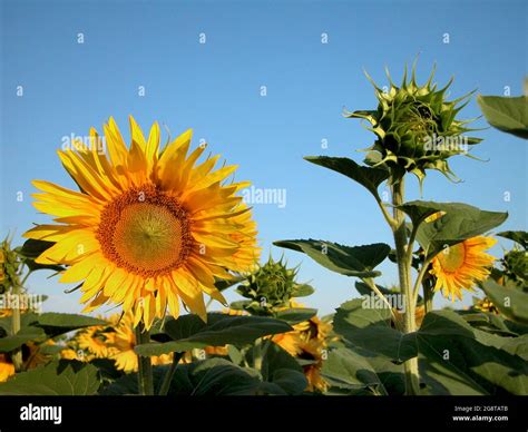 Common Sunflower Helianthus Annuus Blooming Sunflowers And